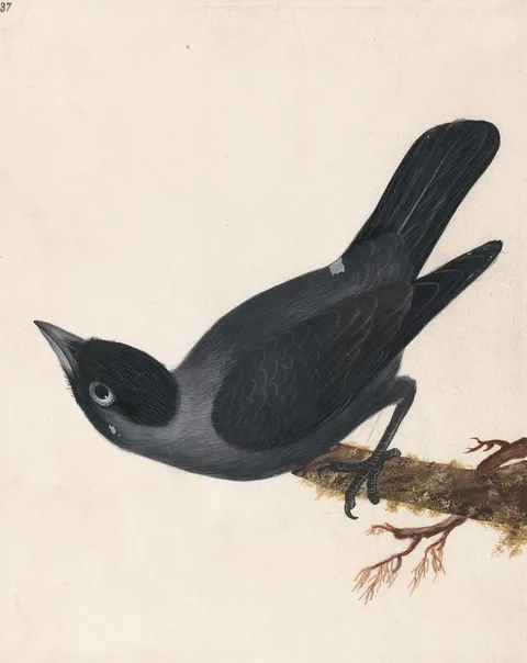 John William Lewin, Crow: Jackdaw