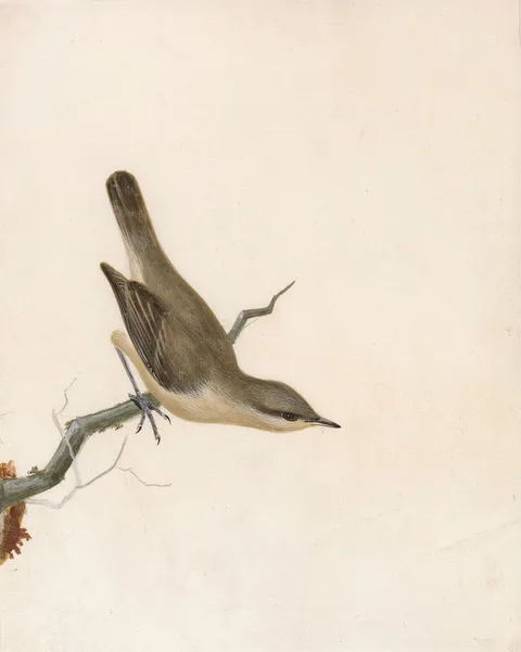 John William Lewin, Warbler: Reed Wren