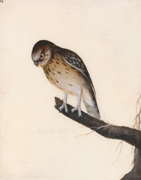 John William Lewin, Owl: Little Owl