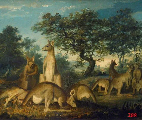 John William Lewin, Kangaroos