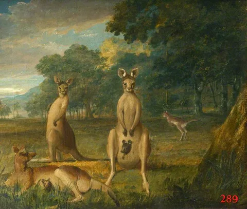 John William Lewin, Kangaroos