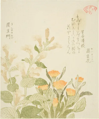 Kubo Shunman, Marigold (Kinsenka) and Rashomon Flowers, from the series "Collection of Plants for the Kasumi Poetry Circle (Kasumi-ren somoku awase)"