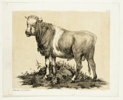 Godefroy Engelmann the Elder, The Bull