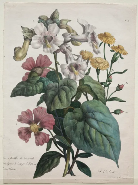Godefroy Engelmann the Elder, Cours d'Histoire Naturelle, contenant les principales espèces du règne animal, classées methodiquemenet:  Martynia or Unicorn Plant