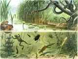 Marinus Adrianus Koekkoek II, Dieren in hun omgeving – First series: In ons land