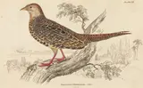 William Home Lizars, Phasianus Versicolor - Female