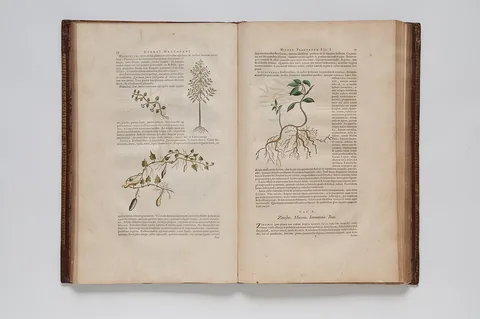 Theodor Matham, (Ilustrações botânicas)