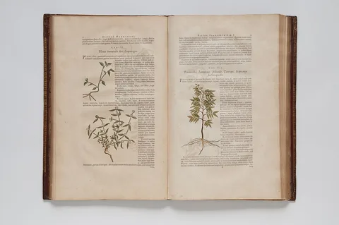 Theodor Matham, (Ilustrações botânicas)