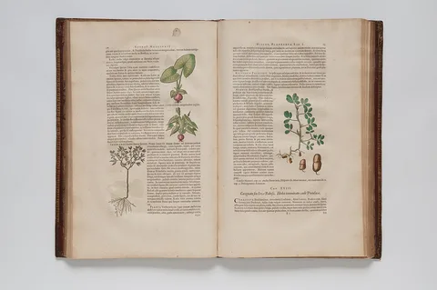 Theodor Matham, (Ilustrações botânicas)