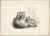 Johann Nepomuk Hoechle, Lion with Cubs