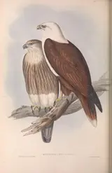 Henry Constantine Richter, White-breasted Sea Eagle