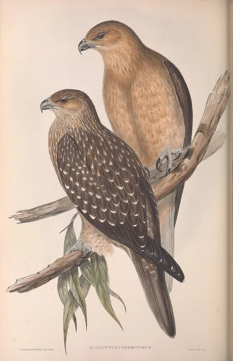 Henry Constantine Richter, Whistling Eagle