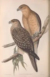 Henry Constantine Richter, Whistling Eagle