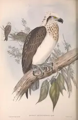 Henry Constantine Richter, White-headed Osprey