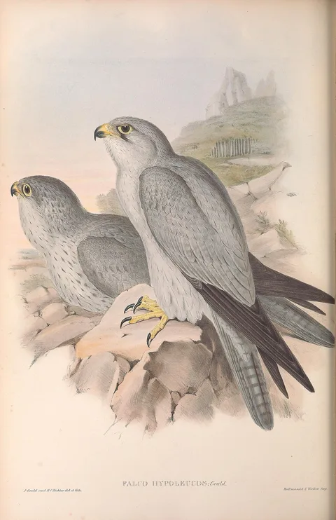 Henry Constantine Richter, Grey Falcon