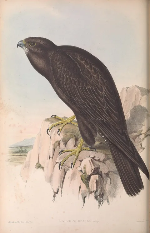 Henry Constantine Richter, Black Falcon