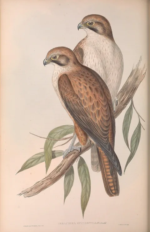 Henry Constantine Richter, Western Brown Hawk