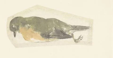 Yamamoto Baiitsu, Dode roodborst
