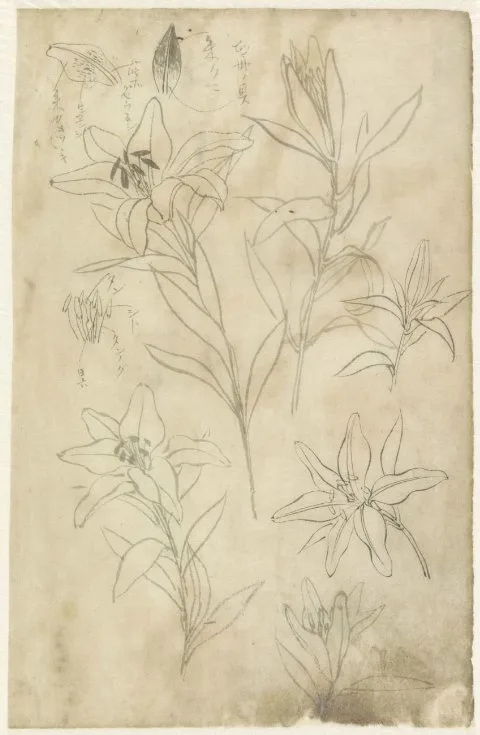 Yamamoto Baiitsu, Schetsblad met lelies