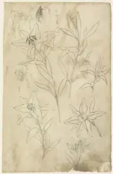 Yamamoto Baiitsu, Schetsblad met lelies