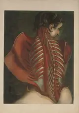 Jacques Fabien Gautier d'Agoty, Muscles of the Back