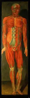 Jacques Fabien Gautier d'Agoty, A Standing Man, Facing to His Left, Showing Superficial Muscles and Tendons