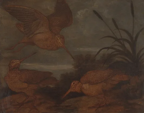 Francis Barlow, Woodcock at Dusk