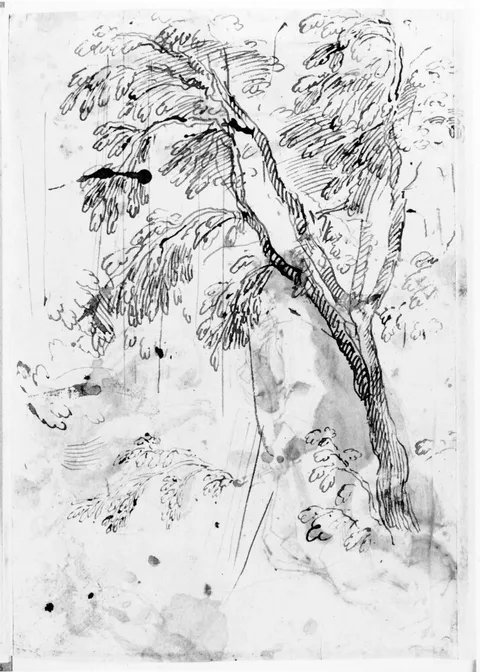 Antonio Viviani, Study of a tree