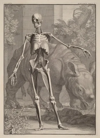 Jan Wandelaar, Musculorum Tabula IV