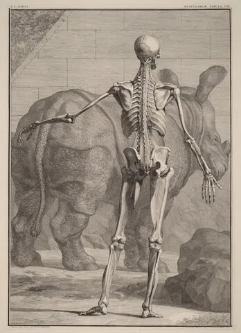 Jan Wandelaar, Musculorum Tabula VIII