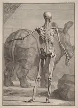 Jan Wandelaar, Musculorum Tabula VIII