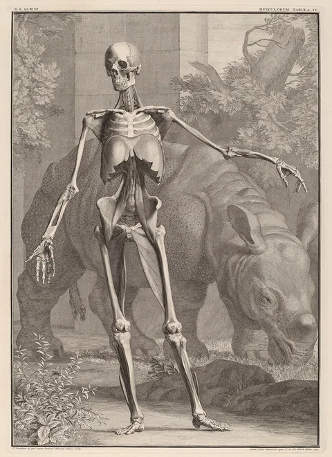 Jan Wandelaar, Musculorum Tabula IV
