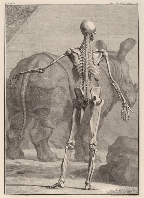 Jan Wandelaar, Musculorum Tabula VIII