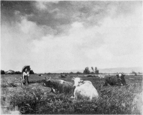 Edouard Hamman, Untitled