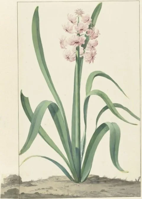 Jan Augustini, De roze hyacint Rex Rubrorum