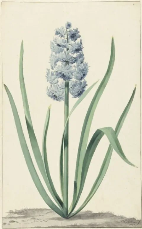 Jan Augustini, De blauwe hyacint Franciscus Primus
