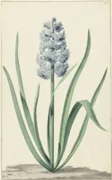 Jan Augustini, De blauwe hyacint Franciscus Primus