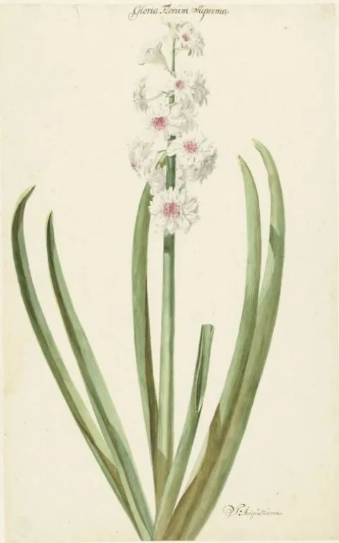 Jan Augustini, De rozewitte hyacint Gloria Florum Suprema