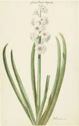 Jan Augustini, De rozewitte hyacint Gloria Florum Suprema