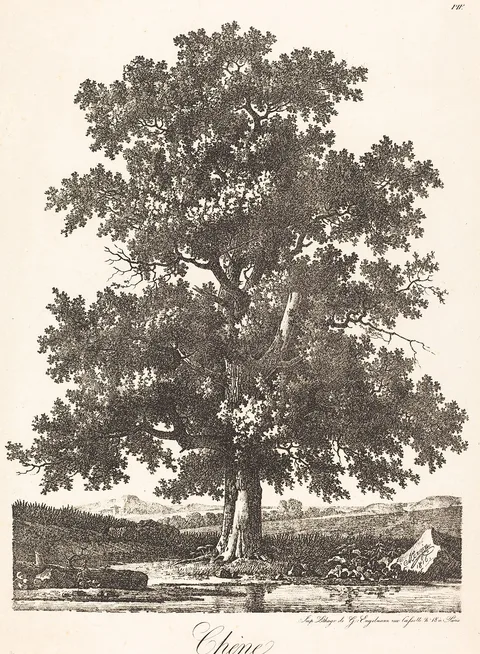 Pierre-Antoine Mongin, Chene (Oak Tree)