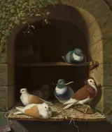 Henry Voordecker, Pigeons