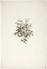 Pierre-Charles Canot, Bouquet with Peonies, from Recueil de differents bouquets de fleurs