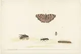 Rochus van Veen, Studieblad met verschillende insecten