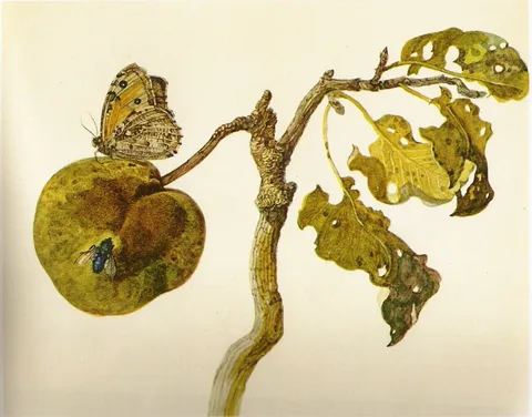 Rochus van Veen, Butterfly and Blue Fly