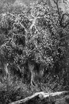 Adolphe Hervier, Untitled