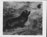 Thomas Musgrave Joy, Dandie Dinmont