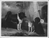 Thomas Musgrave Joy, Three Dogs: An Eskimo Dog, A Basenji from the Niger and Nelson, a Poodle