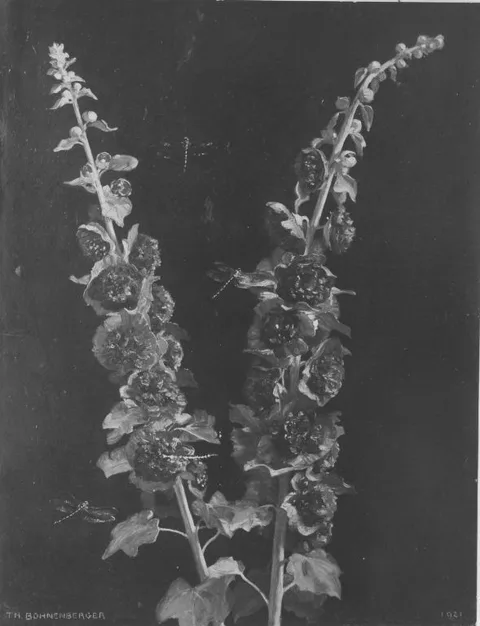 Theodor Bohnenberger, Untitled