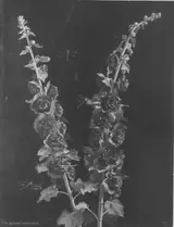Theodor Bohnenberger, Untitled