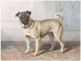 Conradijn Cunaeus, Portrait of Edwin vom Rath’s Pug
